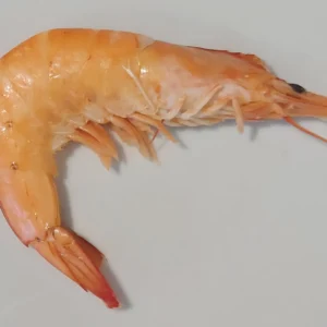 Mazzancolle tropicali precotte