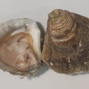 Ostriche piatte di Belon