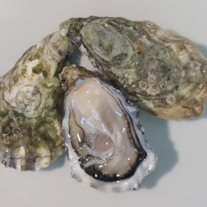 Ostriche concave Gillardeau