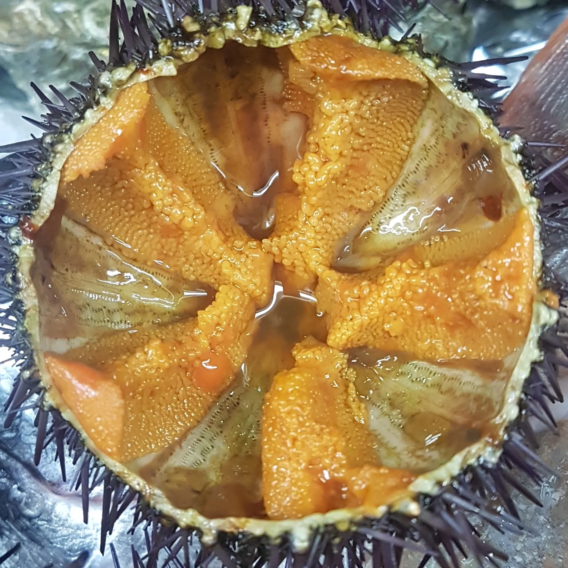 Ricci di mare (da ottobre ad aprile)