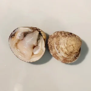 Tartufi di mare (dal 15 settembre al 15 maggio)