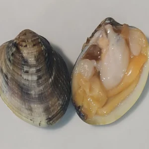 Vongole